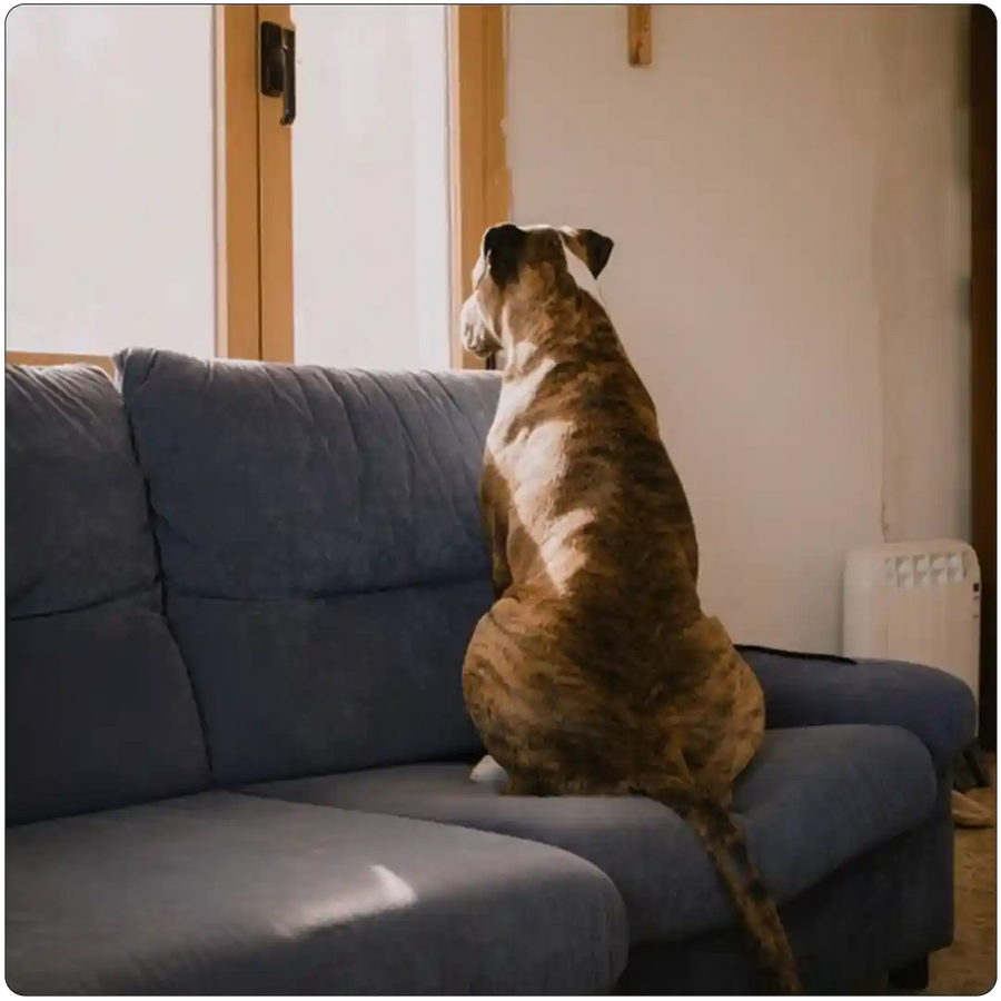 Y ningún perro debería quedarse