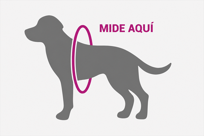 Encuentra la talla perfecta midiendo el contorno del pecho de tu perro (la parte más an...