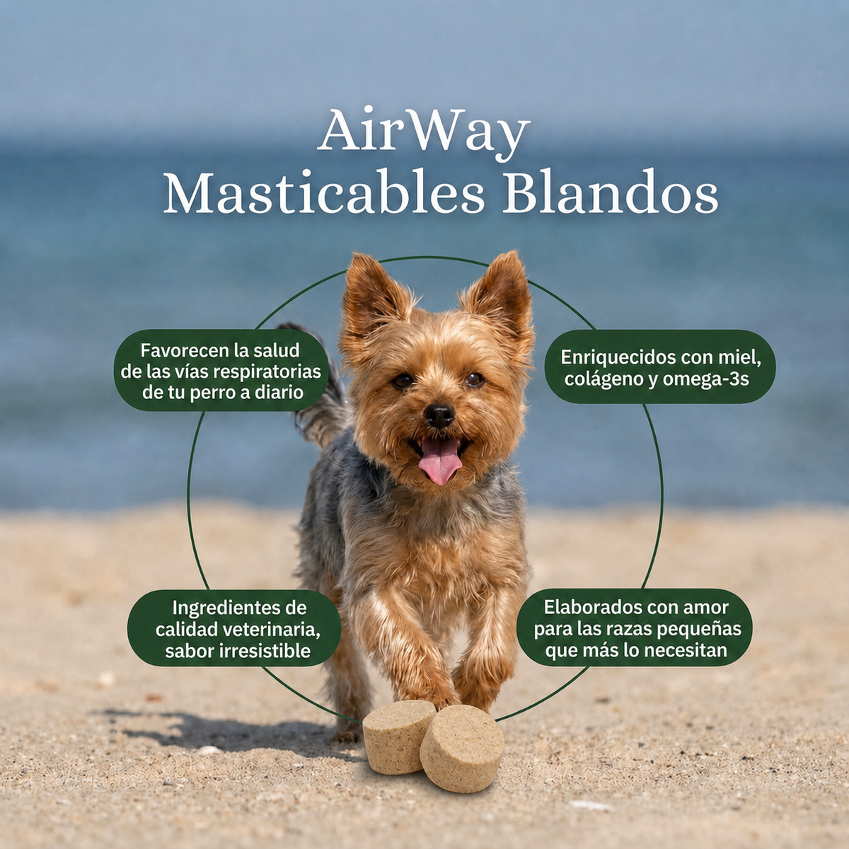 Cuatro claves de los masticables Airway, con un yorkshire en la playa