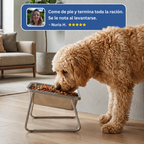 Perro grande comiendo de pie — reseña de una clienta de Cosalia