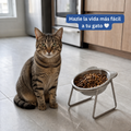 Gato sentado junto al comedero ortopédico — hazle la vida más fácil a tu gato