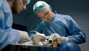 Facturas caras del veterinario