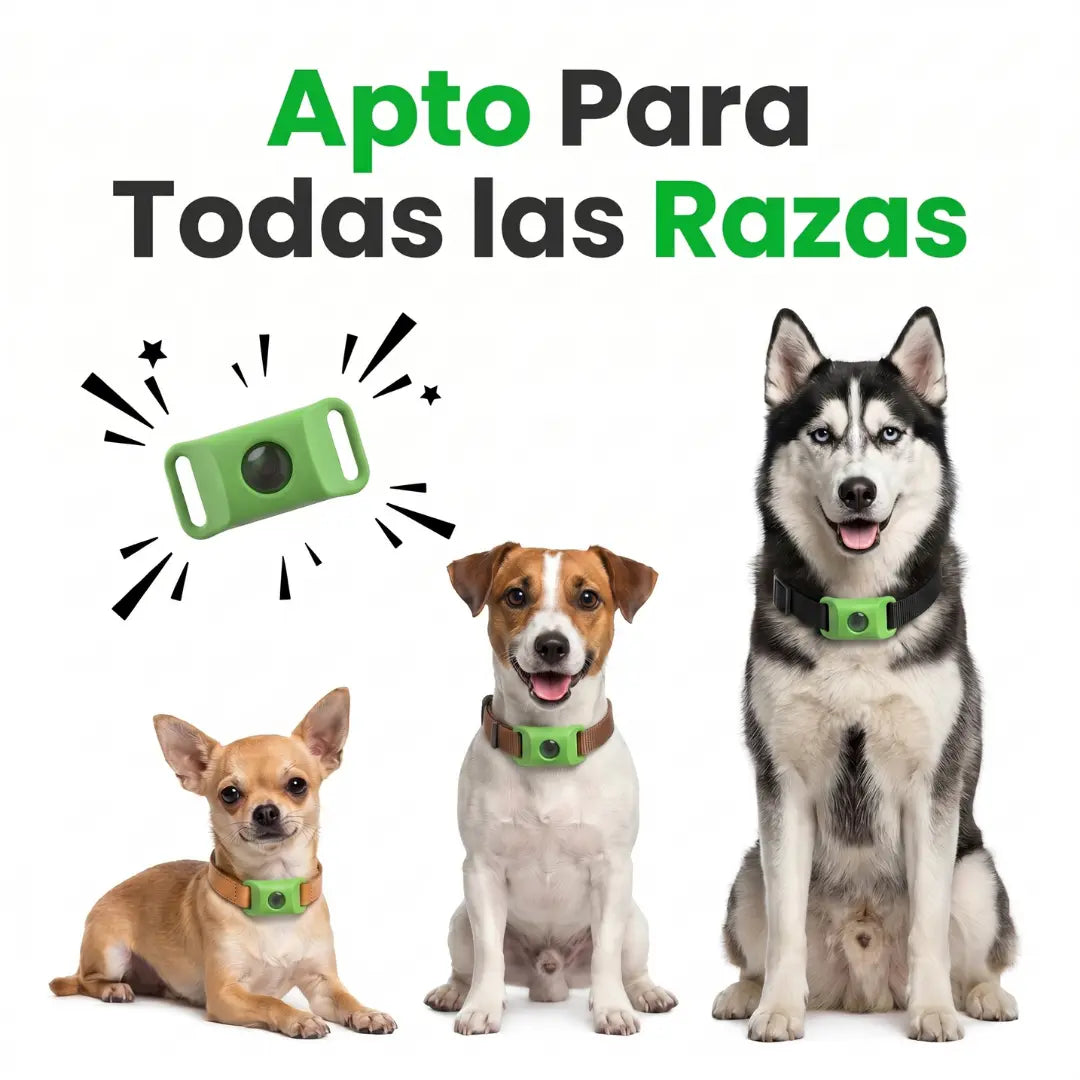 Apto para todas las razas: chihuahua, jack russell y husky con el colgante puesto