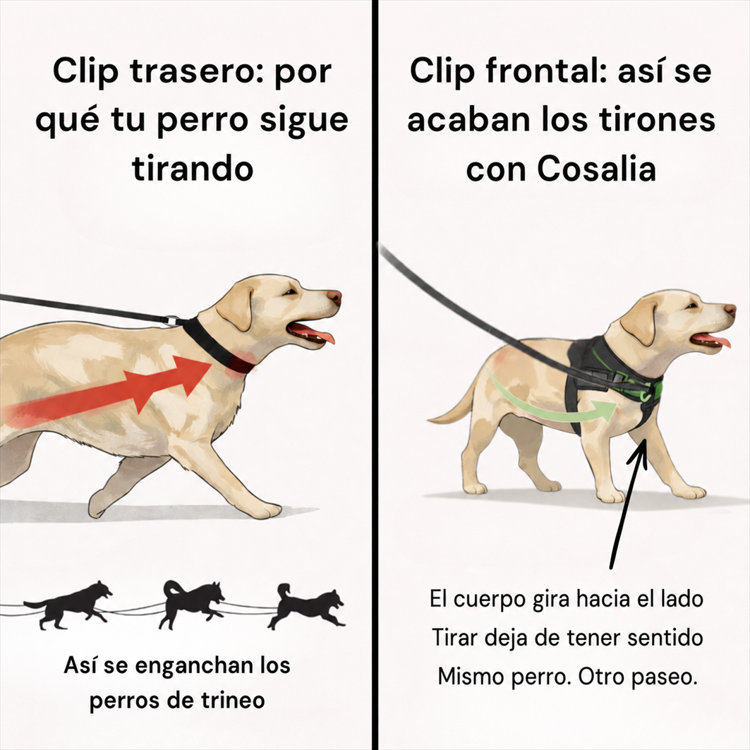 Arnés Antitracción Cosalia — 5