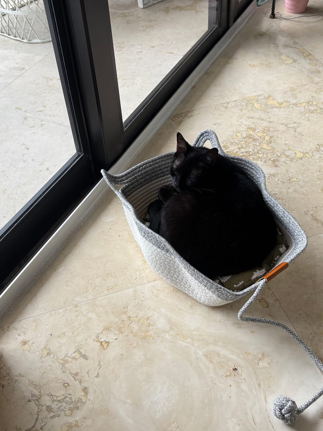 A estos peluditos les encanta nuestra cesta