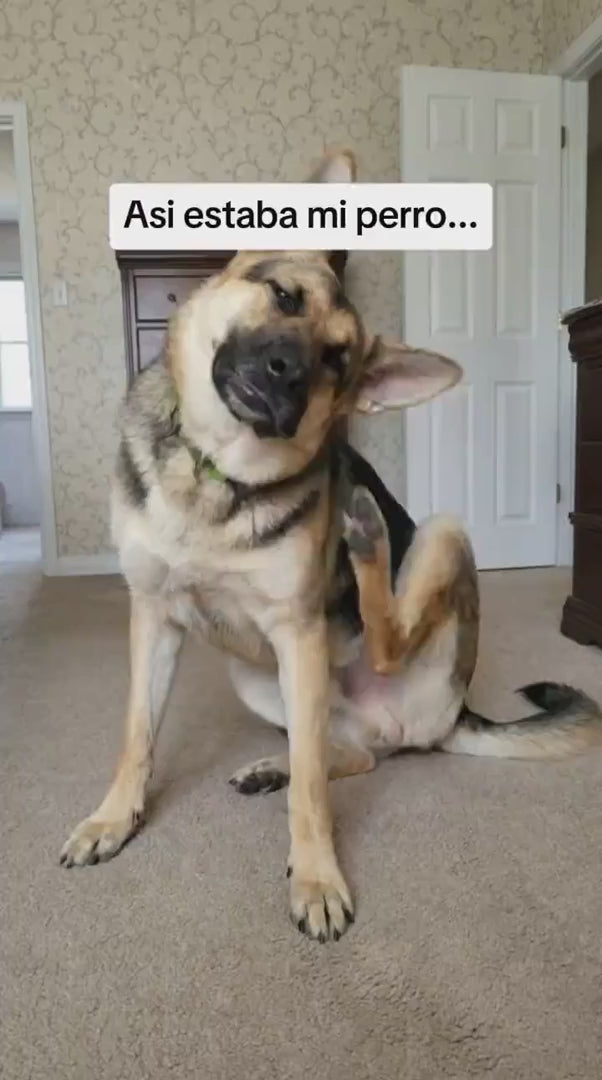 Perro rascandose antes de usar el colgante