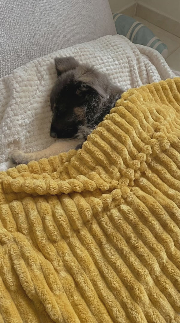 Cachorro dormido bajo la manta amarilla en su cama