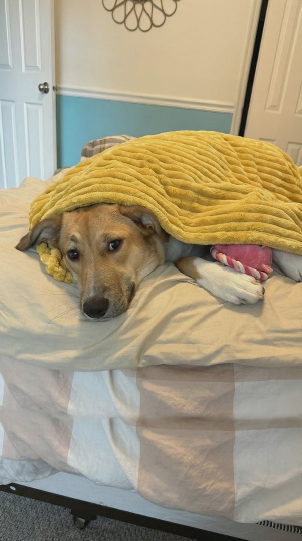 Perro tapado con la manta amarilla en la cama