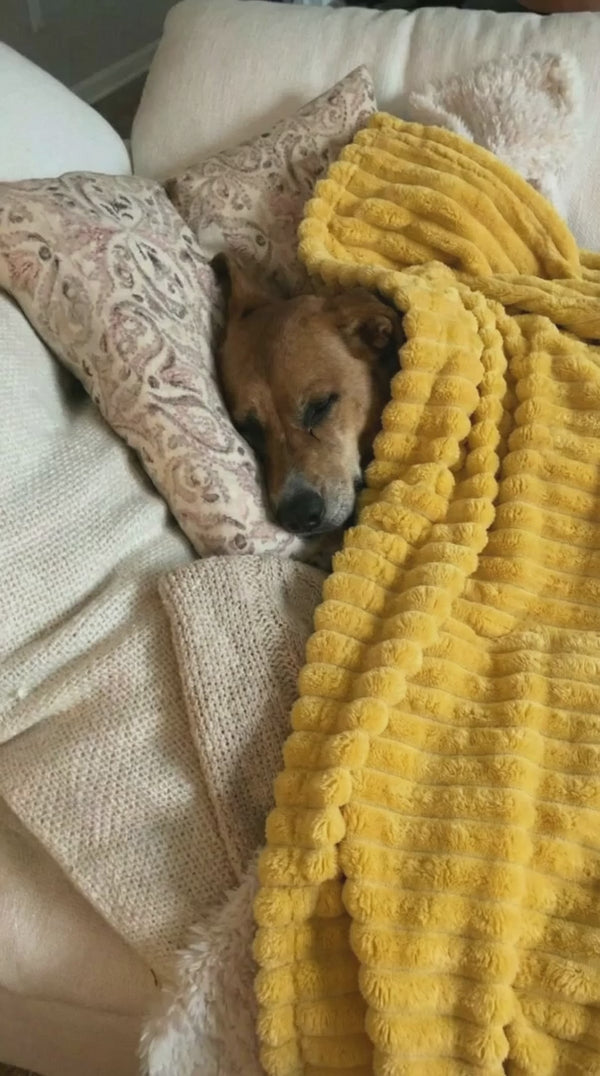 Perro dormido envuelto en la manta amarilla entre cojines
