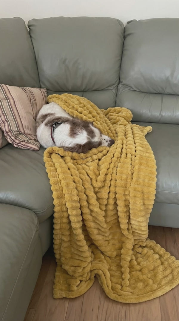 Perro acurrucado con la manta amarilla en el sofá