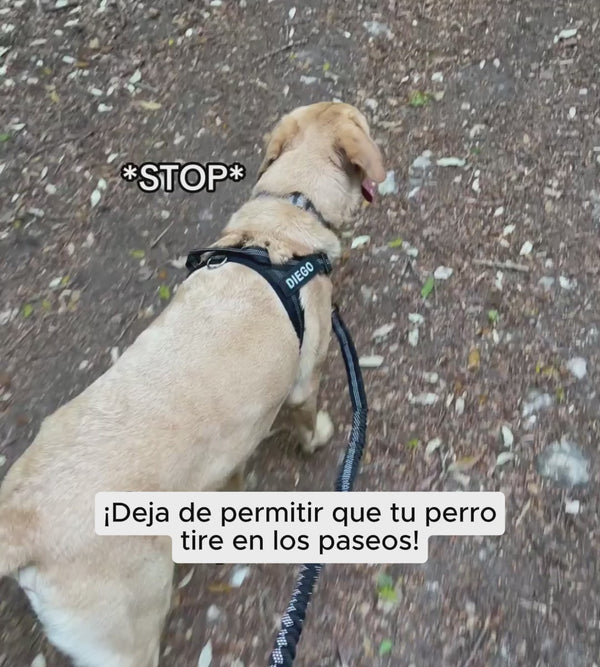 Perro que deja de tirar con el arnés antitracción Cosalia