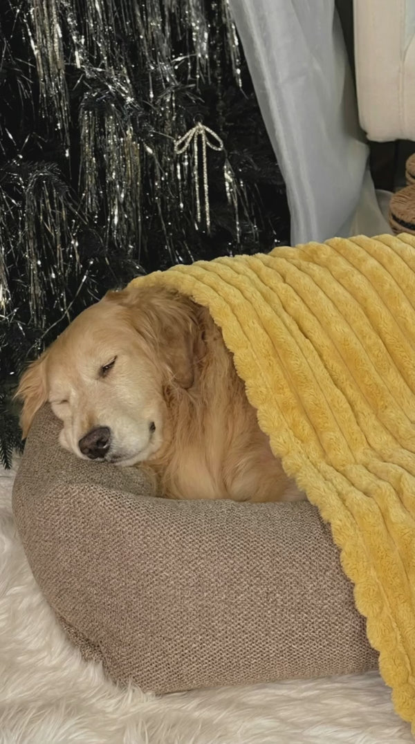 Golden retriever dormido con la manta amarilla