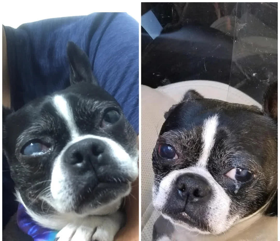 Ojos de un perro senior antes y después de 90 días de suplementación