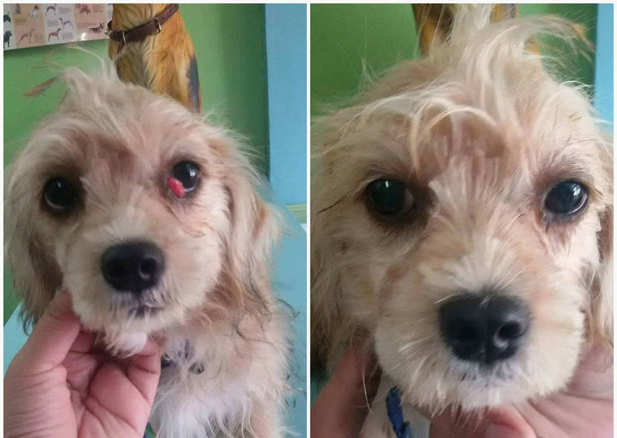 Ojo nublado antes y ojo más claro después del tratamiento