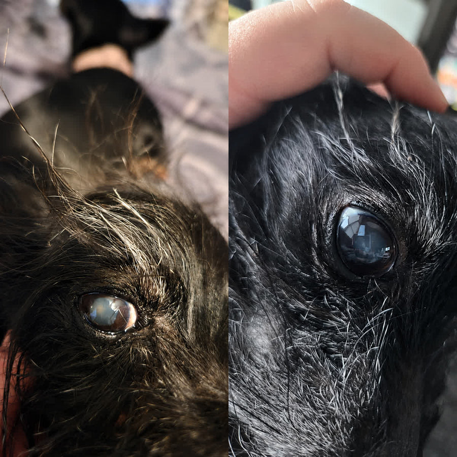 Detalle del cristalino antes y después de tres meses