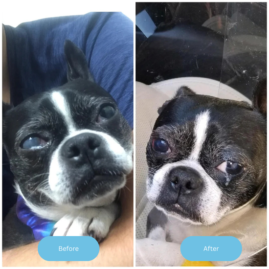Boston terrier: ojo nublado antes, ojo más claro después