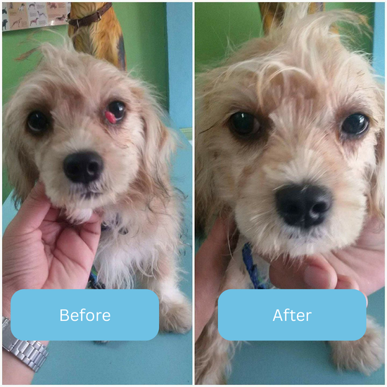 Perro pequeño: ojo irritado antes, ojo limpio después
