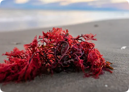 Alga roja Haematococcus, fuente natural de astaxantina