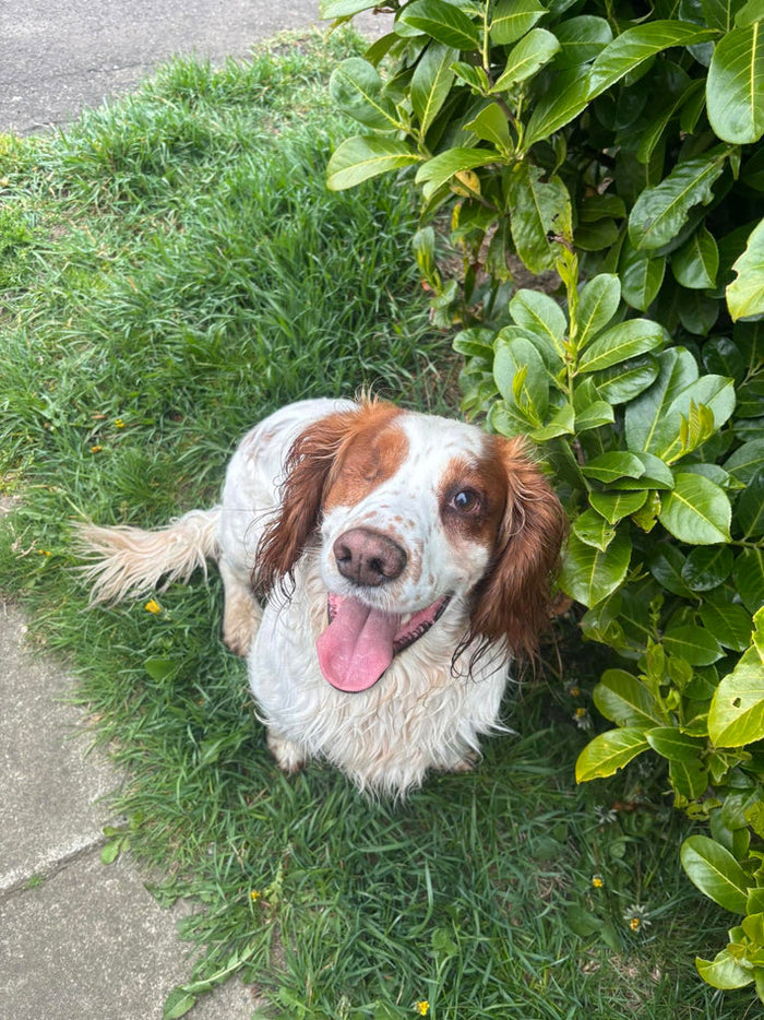 Perro spaniel tumbado en la hierba