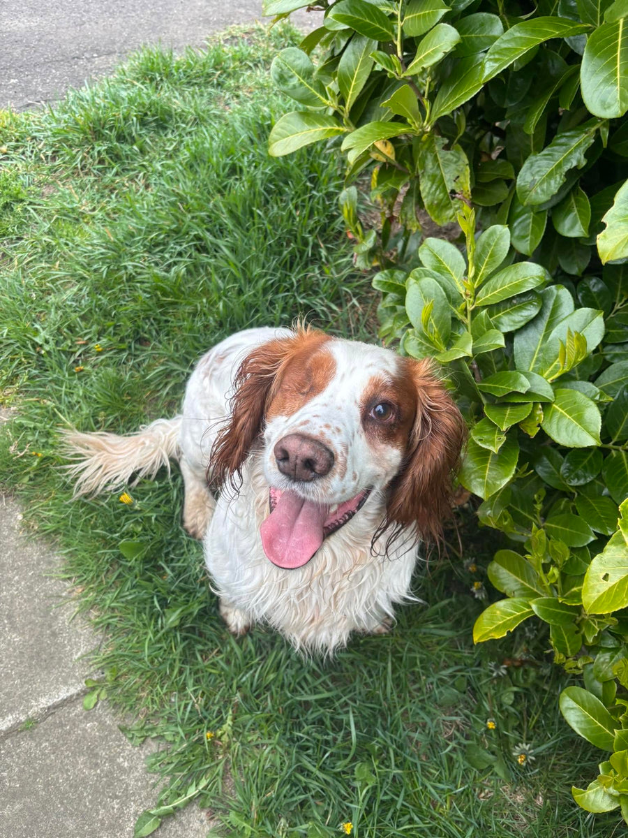 Perro senior atento en el jardín tras tres meses de suplementación